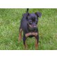 Zwergpinscher Welpen - Rüde