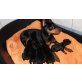 Zwergpinscher Welpen - Rüde
