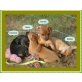 Zwergpinscher Welpen - Rüde