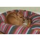 Zwergpinscher Welpen - Rüde
