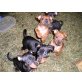 Zwergpinscher Welpen - Rüde