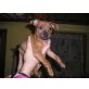 Zwergpinscher Welpen - Rüde