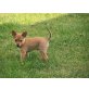Zwergpinscher Welpen - Rüde
