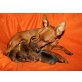 Zwergpinscher Welpen - Rüde