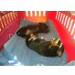 Zwergpinscher Welpen - Rüde