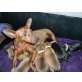 Zwergpinscher Welpen - Rüde