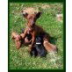 Zwergpinscher Welpen - Rüde