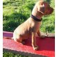 Zwergpinscher Welpen - Rüde
