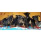 Zwergpinscher Welpen - Rüde