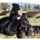 Zwergpinscher Welpen - Rüde