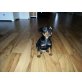 Zwergpinscher Welpen - Rüde
