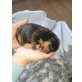 Zwergpinscher Welpen - Rüde