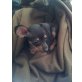 Zwergpinscher Welpen - Rüde