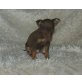 Zwergpinscher Welpen - Rüde
