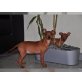 Zwergpinscher Welpen - Rüde