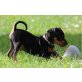 Zwergpinscher Welpen - Rüde