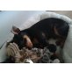 Zwergpinscher Welpen - Rüde