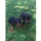Zwergpinscher Welpen - Rüde