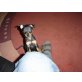Zwergpinscher Welpen - Rüde