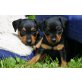 Zwergpinscher Welpen - Rüde