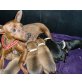Zwergpinscher, Zwergpinscher Welpen - Rüde