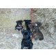Zwergpinscher/Zwergschnauzer Welpen - Rüde