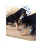 Zwergpinscher mischlingsmädchen - Hündin