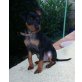 Zwergpinscher von Neudorf in Baden, Zwergpinscher Welpen - Rüde