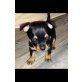 Zwergpintscher-Chihuahua - Rüde