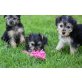 Zwergpudel Yorkshire Terrier Mischlinge Welpen - Hündin