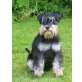 Zwergschnauzer - Rüde