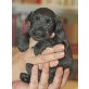 Zwergschnauzer Welpen - Hündin