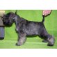 Zwergschnauzer Welpen - Rüde