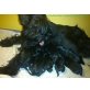 Zwergschnauzer Welpen - Rüde