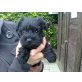 Zwergschnauzer Welpen - Rüde