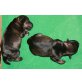 Zwergschnauzer Welpen - Rüde