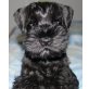 Zwergschnauzer Welpen - Rüde