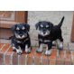 Zwergschnauzer Welpen - Rüde