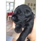 Zwergschnauzer Welpen - Rüde