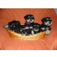 Zwergschnauzer schwarz-silber PSK/VDH, Zwergschnauzer Welpen - Hündin