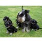 Zwergschnauzer schwarz-silber Welpen PSK/VDH, Zwergschnauzer - Hündin