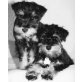 Zwergschnauzer schwarz-silber Welpen VDH, Zwergschnauzer - Rüde