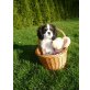 Zwergspaniel Solo, Sir Henry, Sunny, Sammy, , Cavalier King Charles Spaniel - Rüde