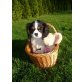 Zwergspaniel Sumsi, Sunny, Sir Henry, Sammy, , Cavalier King Charles Spaniel - Rüde