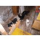 Zwergspitz-Border Collie-Mischling  Welpen - Rüde