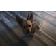 Zwergspitz Chihuahua mix Welpen - Rüde