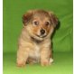 Zwergspitz + Pinscher Welpen - Hündin