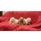 Zwergspitz/ Pomeranian Welpen mit Papieren, Zwergspitz - Rüde