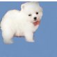 Zwergspitz Welpen - Rüde