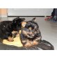 Zwergspitz/Yorkshireterrier Welpen - Hündin